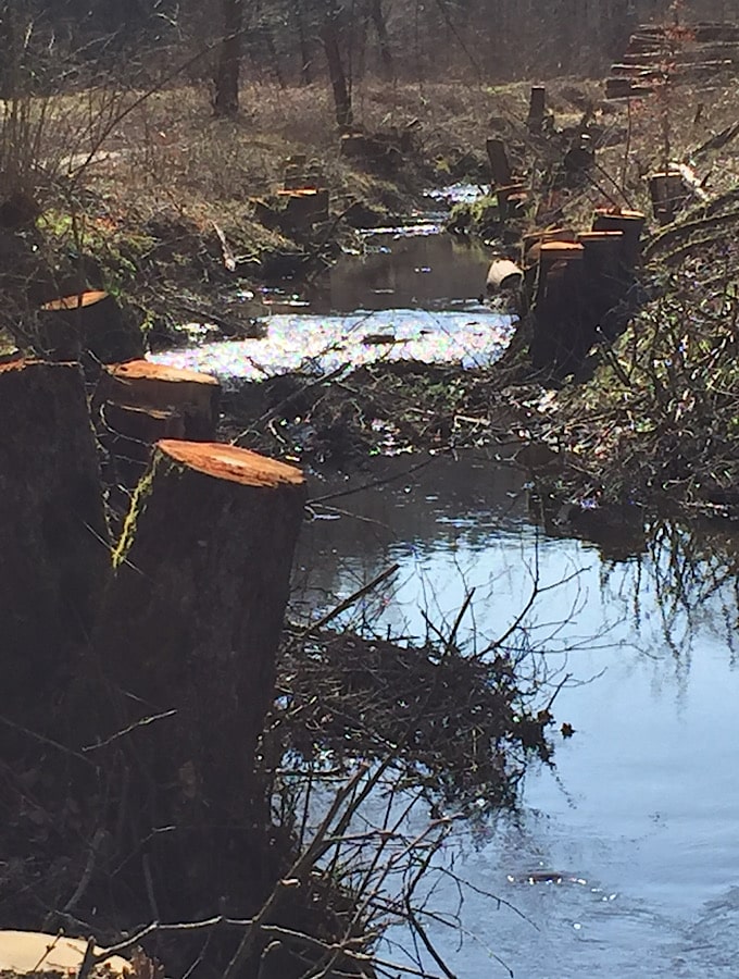 Am Bach, abgeschnittene Bäume