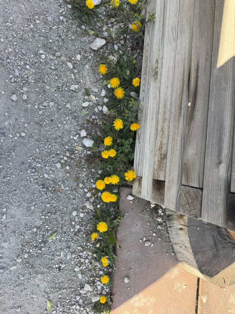 Blühender Löwenzahn im Asphalt